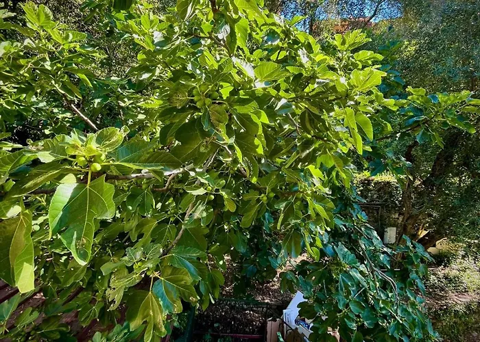 Σπίτι διακοπών Casa Olive 53 Monte